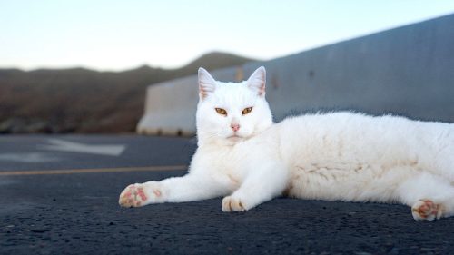 Olivier Jonvaux - Be Maybe May