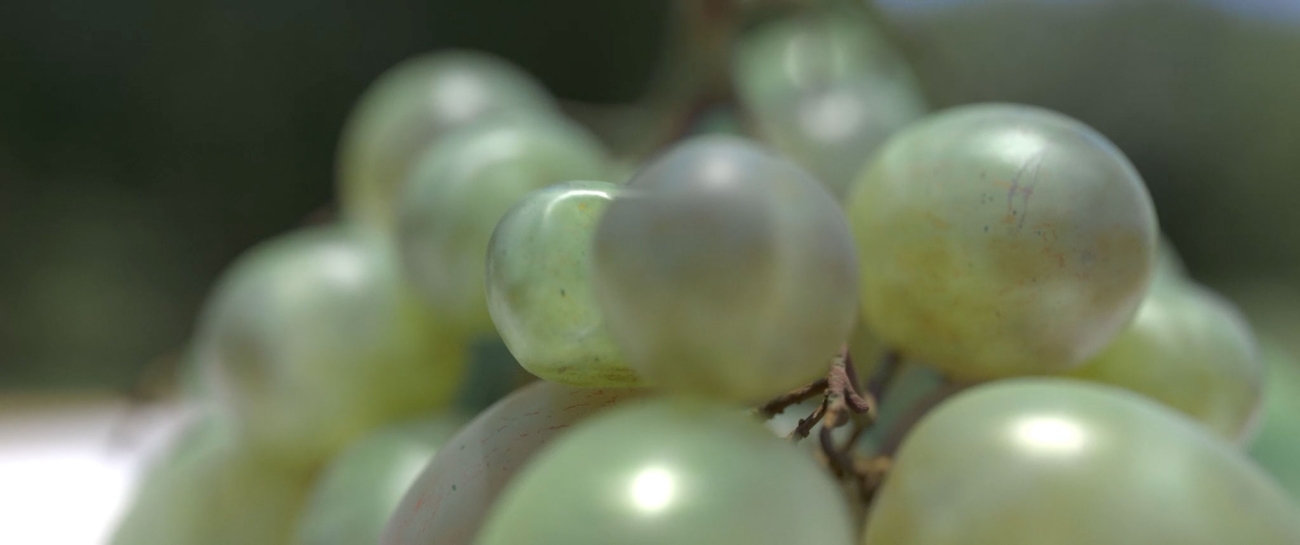 Olivier Jonvaux - Pirovano