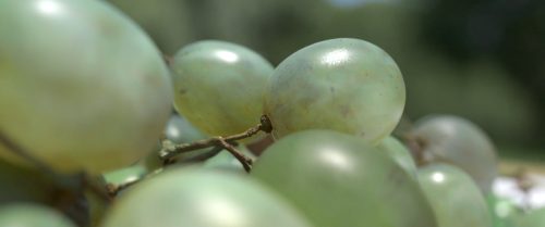 Olivier Jonvaux - Pirovano