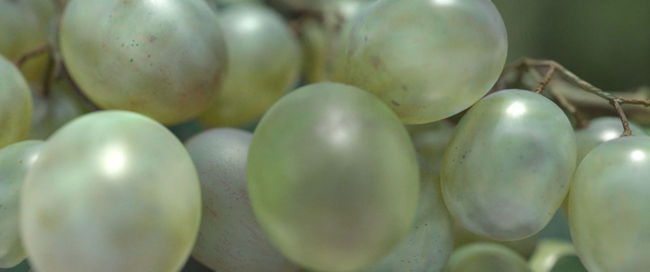 Olivier Jonvaux - Pirovano